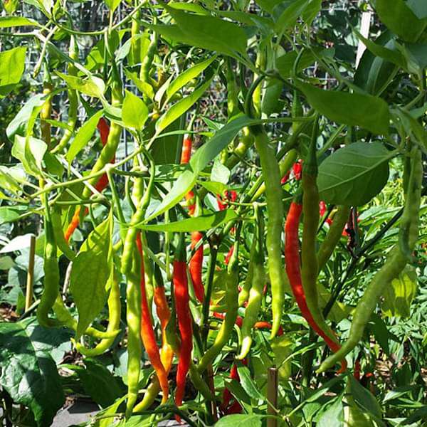 Chilli Jwala Vegetable Seeds