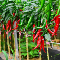 Chilly Red Organic Vegetable Seeds