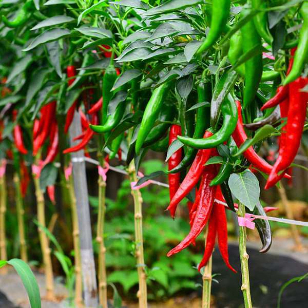 Chilly Red Organic Vegetable Seeds