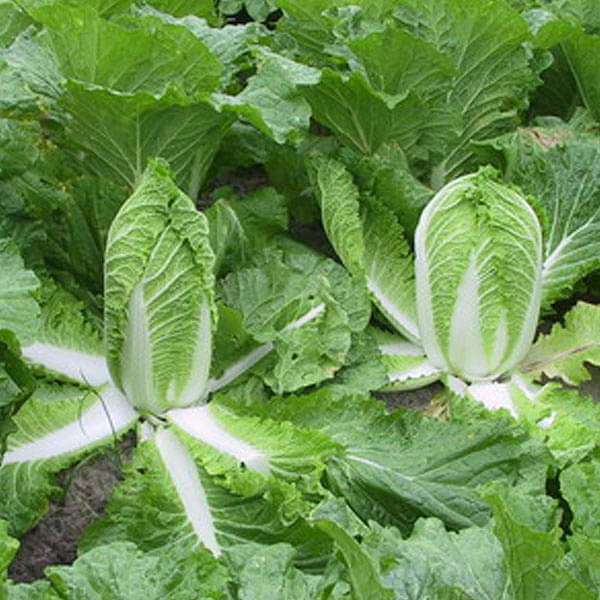 Chinese Cabbage Green Vegetable Seeds