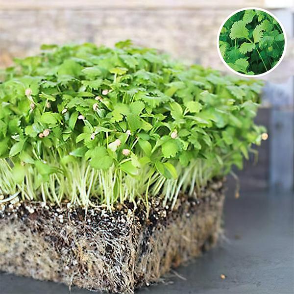 Cilantro Split Seeds
