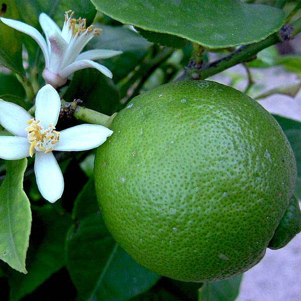 Indian Sweet Lime Seeds