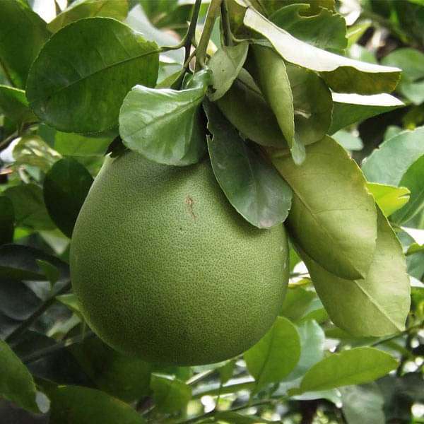 Pomelo Seeds