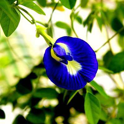 Clitoria Ternatea Aparajita Mix Color Hybrid Seeds