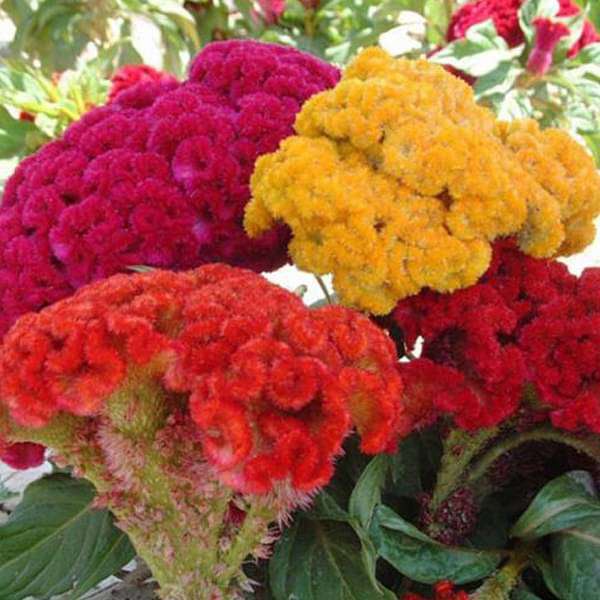Cockscomb Mixed Color Seeds