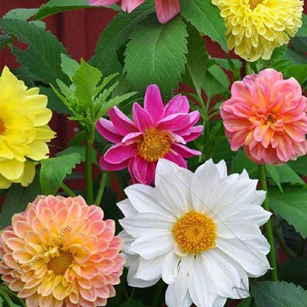 Dahlia Unwin Hybrids Mixed Color Seeds