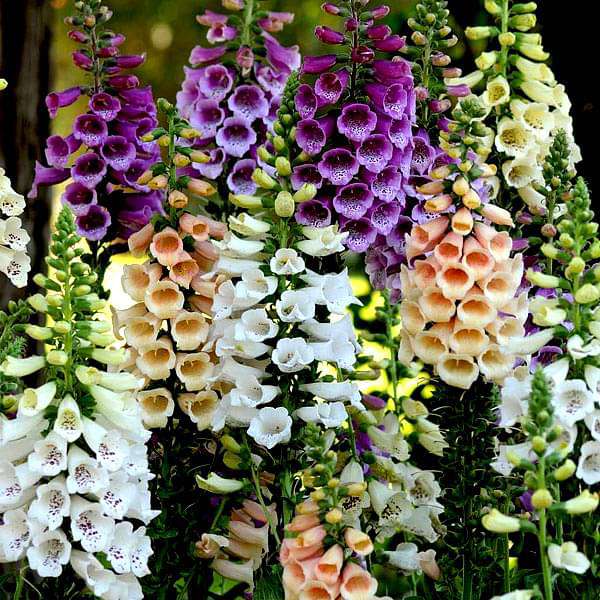 Digitalis Purpurea Common Foxglove Mixed Color Flower Seeds