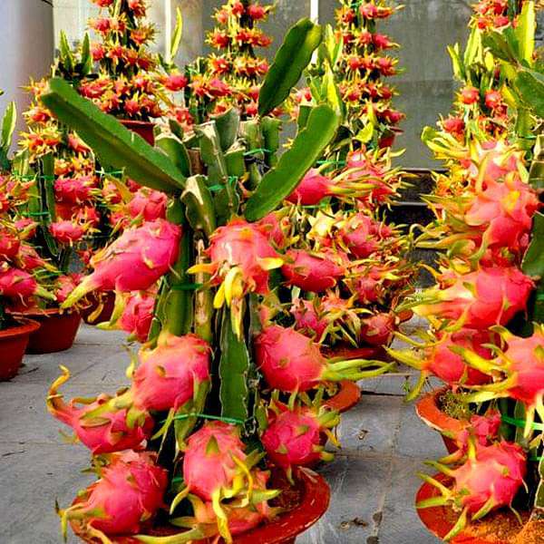 Dragon Fruit Seeds