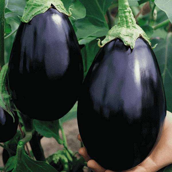 Eggplant- Black Beauty