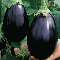 Eggplant- Black Beauty