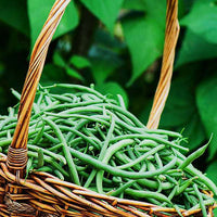France Beans Hybrid  Vegetable Seeds