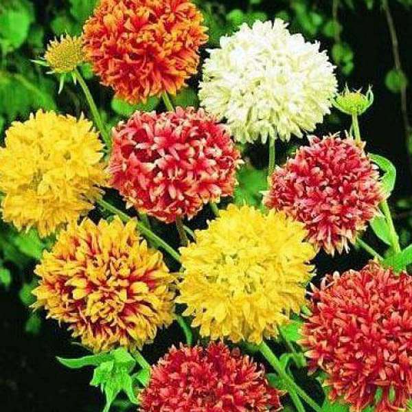 Gaillardia Double Mixed Color Desi Flower Seeds