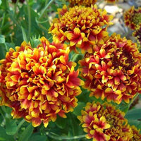 Gaillardia Finest Mixed Color Seeds