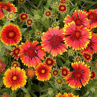 Gaillardia Hybrid Mixed Color Seeds