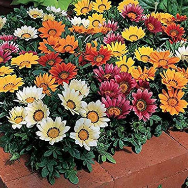 Gazania Sun Shine Mixed Color Flower Seeds
