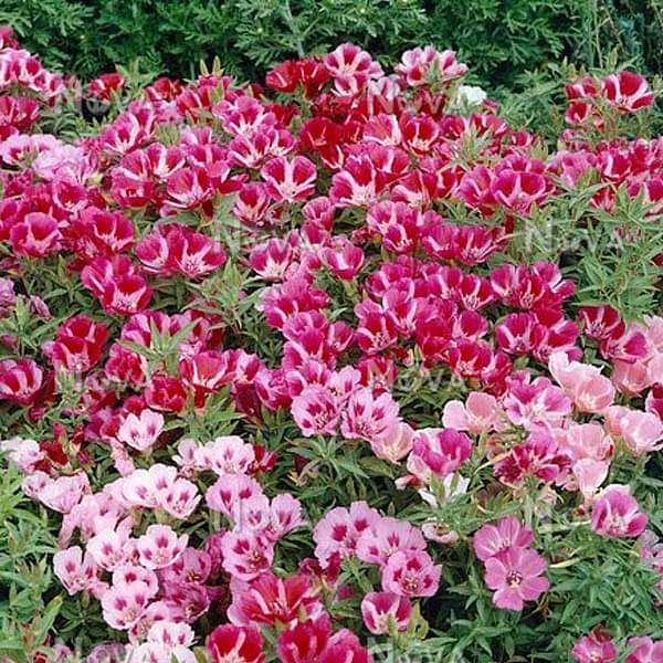 Godetia Azaleaflora Mixed Color Seeds