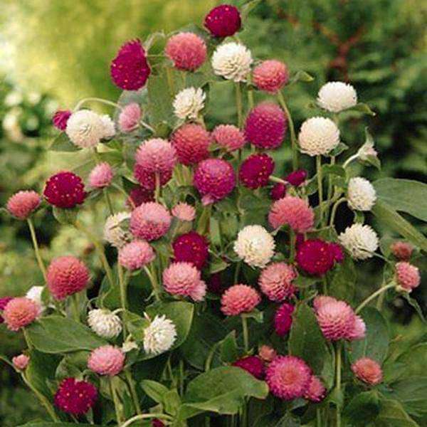 Gomphrena Mixed Color Seeds