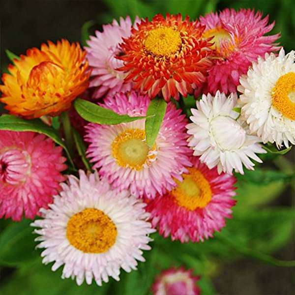 Helichrysum Bracteatum Dwarf Mixed Color Seeds