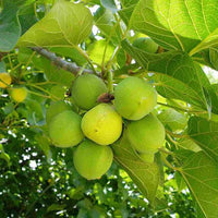 Jatropha tropical tree seeds for home garden