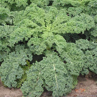 Kale Green Edible Vegetable Seeds