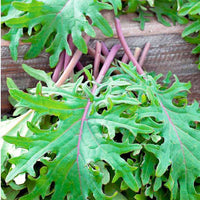 Kale Red Russian Vegetable Seeds