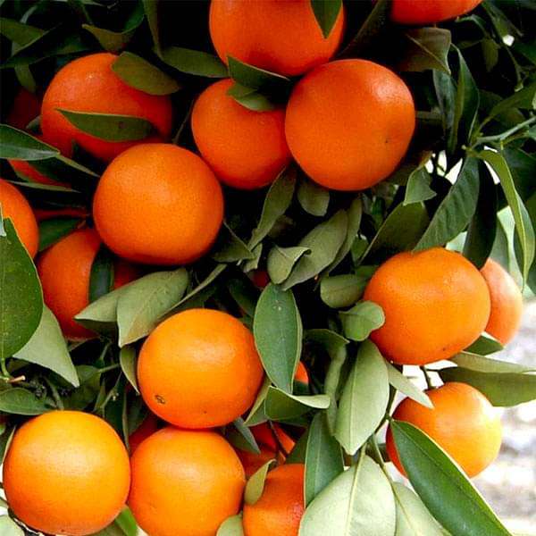 Citrus Kinnow Seeds