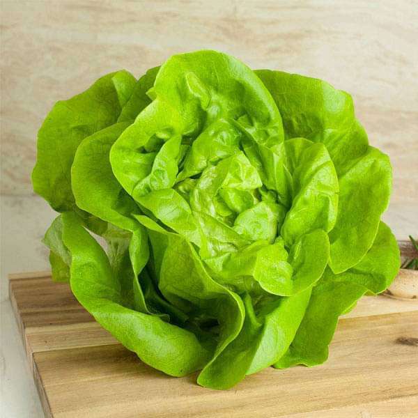 Lettuce Butter Head Green Vegetable Seeds