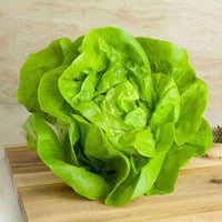 Lettuce Butter Head Green Vegetable Seeds
