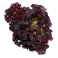 Lettuce Dark Black Rose Vegetable Seeds