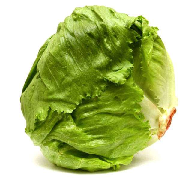 Lettuce Ice Berg Crispiano Vegetable Seeds