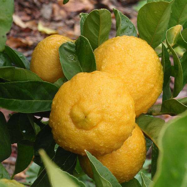Rough Lemon Seeds
