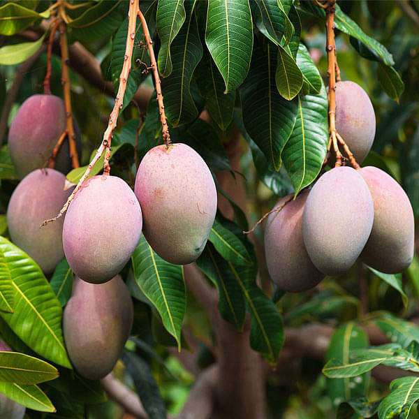 Mango Seeds