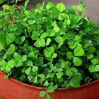 Methi Bombay Wali Vegetable Seeds