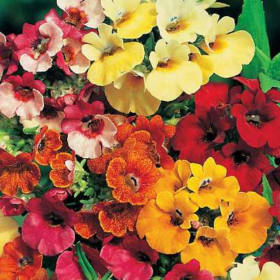 Nemesia Carnival Mixed Color Seeds
