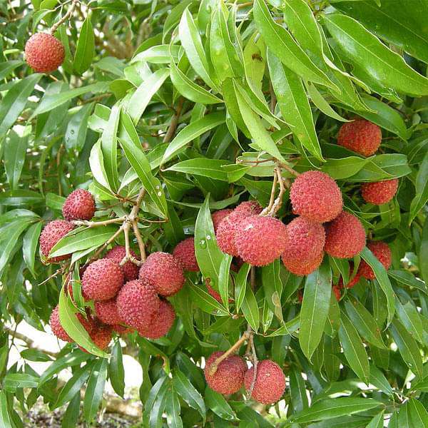 Litchi Seeds
