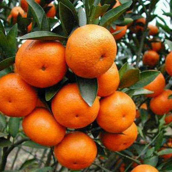 Orange Seeds