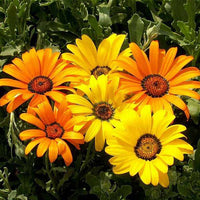 Osteospermum Dimorphotheca Mixed Color Flower Seeds
