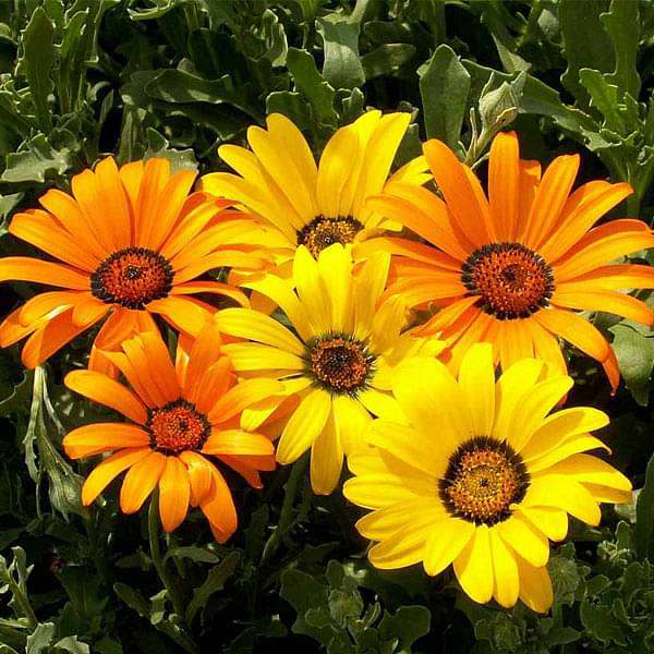 Osteospermum Dimorphotheca Mixed Color Flower Seeds