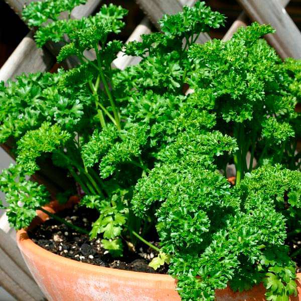 Parsley Forest Green  Vegetable Seeds