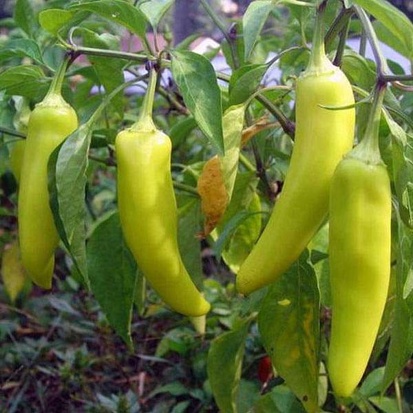 Pepper Sweet Banana Vegetable Seeds