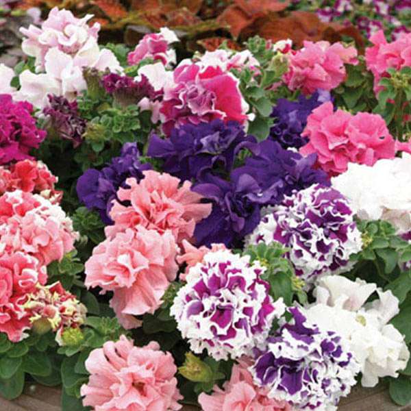 Petunia Glorious Double Mixed Color Flower Seeds