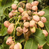 Pistachio Seeds