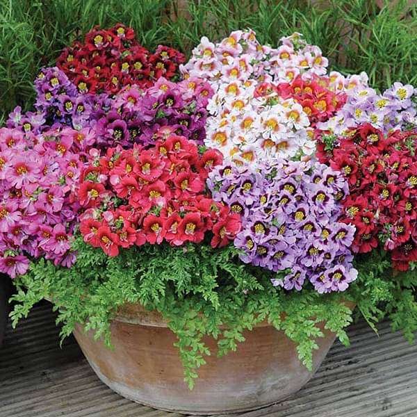 Schizanthus Angel Mixed Color Flower Seeds