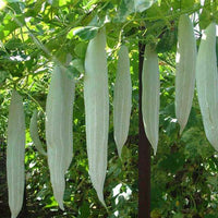 Snake Gourd Chichinda Vegetable Seeds