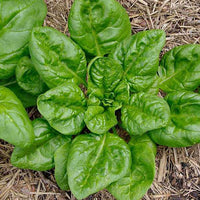 Spinach Italian Matador Vegetable Seeds