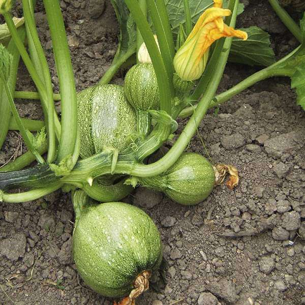 Squash Summer Chappan Kadu Vegetable Seeds