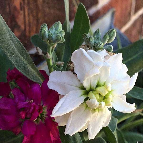 Stock Matthiola Incana Double Mixed Color Flower Seeds