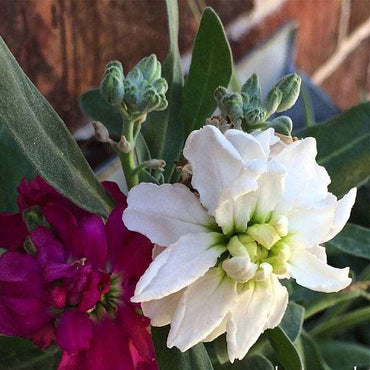 Stock, Matthiola incana Double Mixed Color Seeds