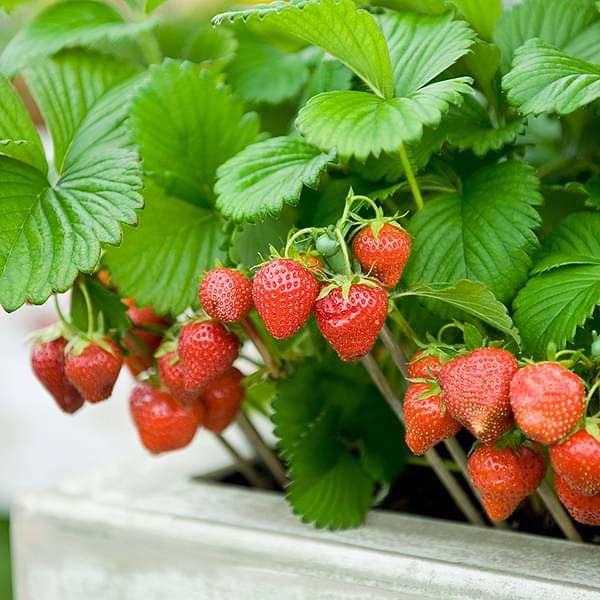Strawberry Seeds