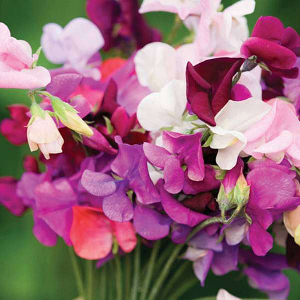 Sweet Pea Bonanza Mixed Color Flower Seeds
